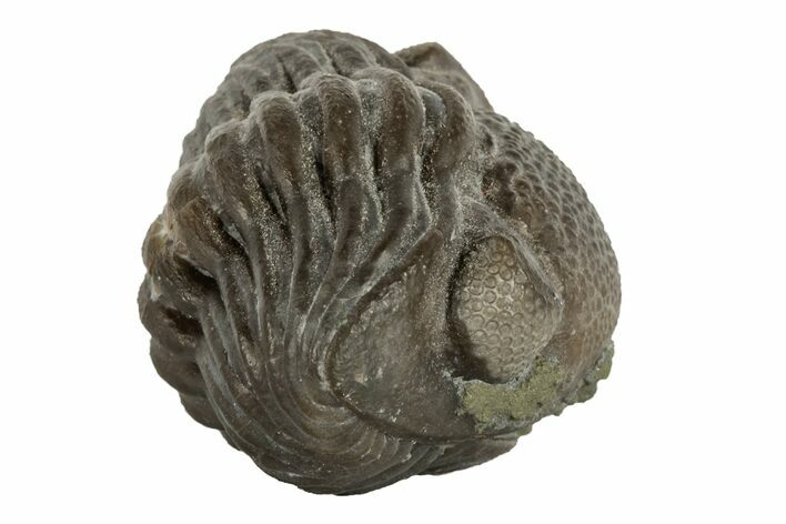 Wide, Enrolled Eldredgeops Trilobite Fossil - Ohio #188899